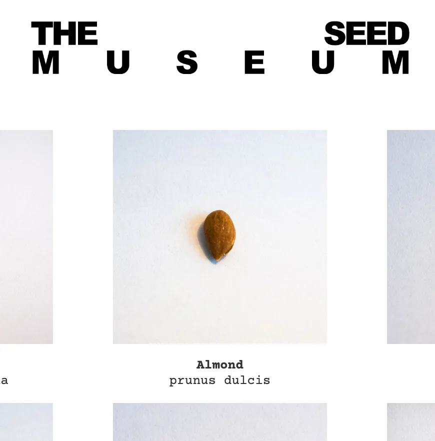 The Seed Museum, a project with Marti Guixe 